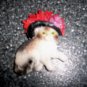 Magnet 3"x2" Brown/White Cat W Black And Red Hat  BNK2713