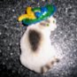 Magnet Blk/Brn/White Cat W Green Hat   BNK2715