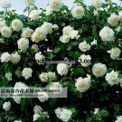 High Quality Bonsai Purple Climbing Rose Seeds For Home Garden 100seedsbag
