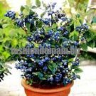 free ship  Blueberry seed Fruit seeds Potted blueberry 40seeds
