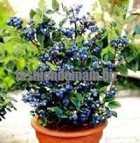 free ship  Blueberry seed Fruit seeds Potted blueberry 40seeds