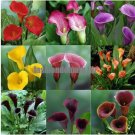 Promotions Bonsai and Colorful Calla Lily Seed Rare Plants Flowers Seedsnot Calla Lily Bulbs  5 See