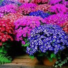 100 seeds, mixed color Cineraria seeds, potted seed, flower seeds for home  garden  Promotion