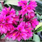 200 Pcs  Packing Lovely Dendrobium Tree Seeds Bonsai Potted Flower Seed Red Orchid Flowers High Ger