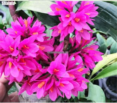 200 Pcs  Packing Lovely Dendrobium Tree Seeds Bonsai Potted Flower Seed Red Orchid Flowers High Ger