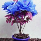 Rare Blue Peony Petal Seeds Multifarious Flower Bonsai Outdoor Decoration Garden Viewing Planting S