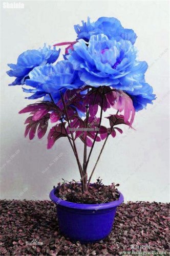 Rare Blue Peony Petal Seeds Multifarious Flower Bonsai Outdoor Decoration Garden Viewing Planting S