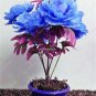 Rare Blue Peony Petal Seeds Multifarious Flower Bonsai Outdoor Decoration Garden Viewing Planting S