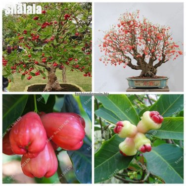 Bonsai Wax Apple Fruit Seed Delicious Non Gmo Semente De Frutas Tropicais Tree Seeds Courtyard Orna