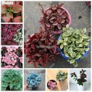 Rare Hypoestes Polkadot Seed Rainbow Herb Flower Bonsai Seed Perennial Easy To Grow Decorative Land