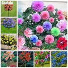 Colorful Dahlia Seeds Bonsai Tree Plants Asteraceae Perennial Flowers Dahlia Pinnata Seeds For Home