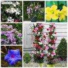 Rare Mandevilla Sanderi Seeds Perennial Dipladenia Sanderi Seeds Bonsai Climbing Flower Plant Garde