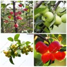 Rare Crab Apple Excellent Bonsai Seeds Malus Sargentii Fresh Sweet Delicious Fruits Seeds Professio