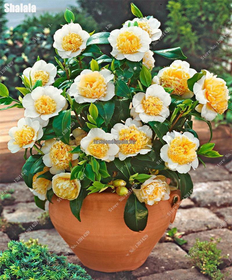 Indoor Outdoor Camellia Seeds Semillas De Flores Raras Yellow Tea Tree ...