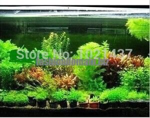 Promotion 1500 seeds 15 kinds aquarium fish tank grass seeds water Aquatic plant seed DIY Free ship