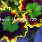 boss crazy 100 pcs Rare Geranium seeds, Variegated Geranium potted winter garden flower,bonsai pott