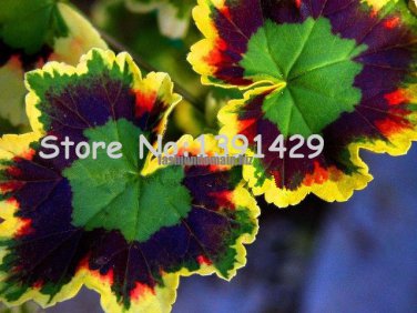 boss crazy 100 pcs Rare Geranium seeds, Variegated Geranium potted winter garden flower,bonsai pott
