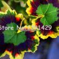 boss crazy 100 pcs Rare Geranium seeds, Variegated Geranium potted winter garden flower,bonsai pott