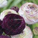 100 Rare Purple Ranunculus asiaticus Flower Seeds For Home  Garden decoration DIY indoor Plants Pe
