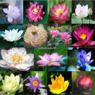 Lotus Seeds Aquatic plants blossom Water lily seed Bonsai plants Seeds for home  garden 5 seedsbag