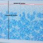 1 Panel 42'' X 58'' Cotton Poplin Panel Fabric Lilly