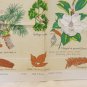 Evolution of Plants tea towel Royal Botanic Kew Gardens cotton unused hc3372