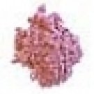 Seashell - 1 Ounce