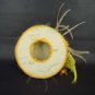 Wedding lace bead Feather Gold mini hat Fascinator H09