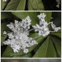 Bridal Ajustable Forehead Band Rhinestone Vines Halos lace hair tiara clip HR259
