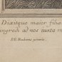 Etching after Peter Paul Rubens by Jacques Coelemans 1702