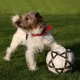 Dog Treats and Supplements