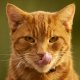 Cat Treats and Supplements