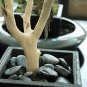 24" Natural Jewelry Tree