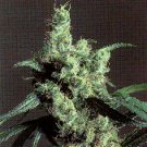 420MEDS PREMIUM OUTDOOR MIX