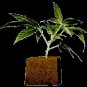 NL X BB 5# CUTTINGS/CLONES