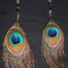 peacock life