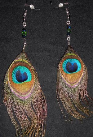 peacock life