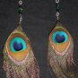 peacock life