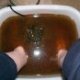 ION Cleanse Foot Detox