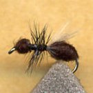 Black Flying Ant Size 14