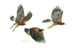 3 Birds