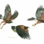 3 Birds