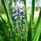Purple Flower