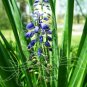Purple Flower