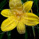 Pretty Flower