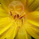 Pretty Flower Close Up