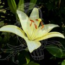 Lilly