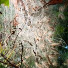 Web of Worms