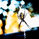 Itsy Bitsy Spider