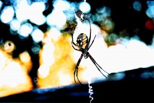 Itsy Bitsy Spider
